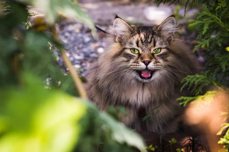 Stipsi gatto Insufficienza renale Cosa fare?