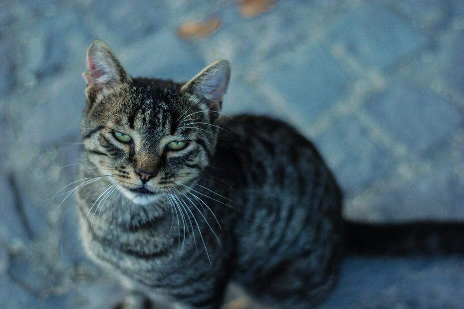 Gatto con insufficienza renale acuta e IRC Cronica