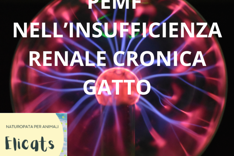 PEMF NELL’INSUFFICIENZA RENALE CRONICA GATTO