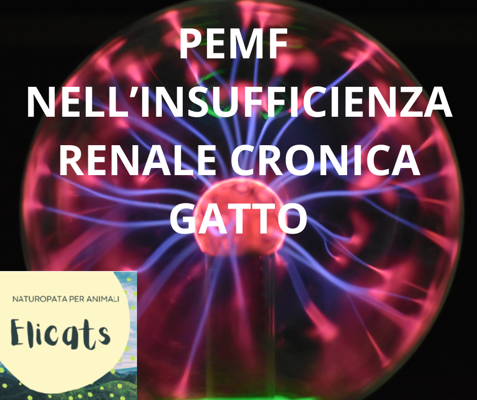 PEMF NELL’INSUFFICIENZA RENALE CRONICA GATTO