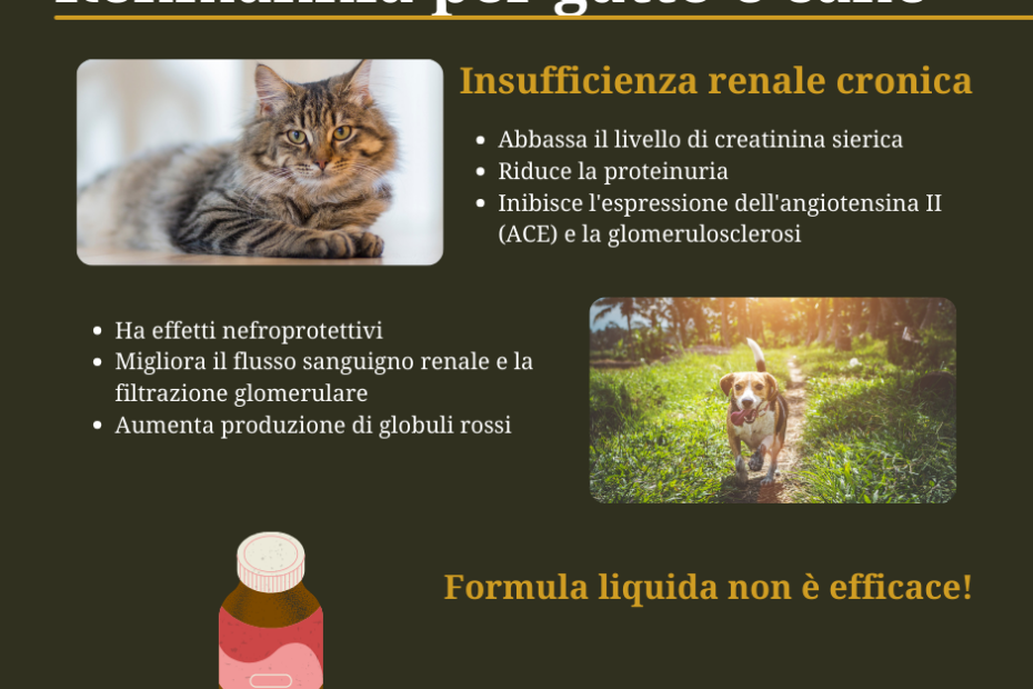 Rehmannia per gatto e cane