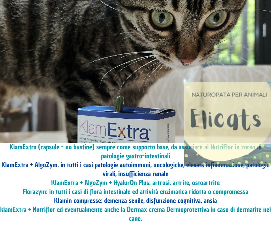 alga klamath cane gatto