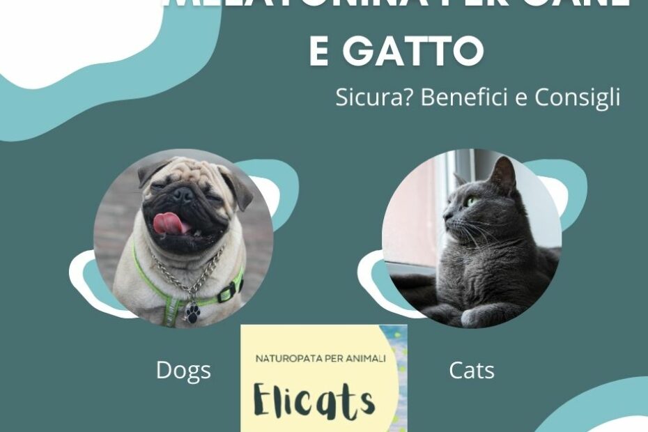 MELATONINA PER CANE E GATTO