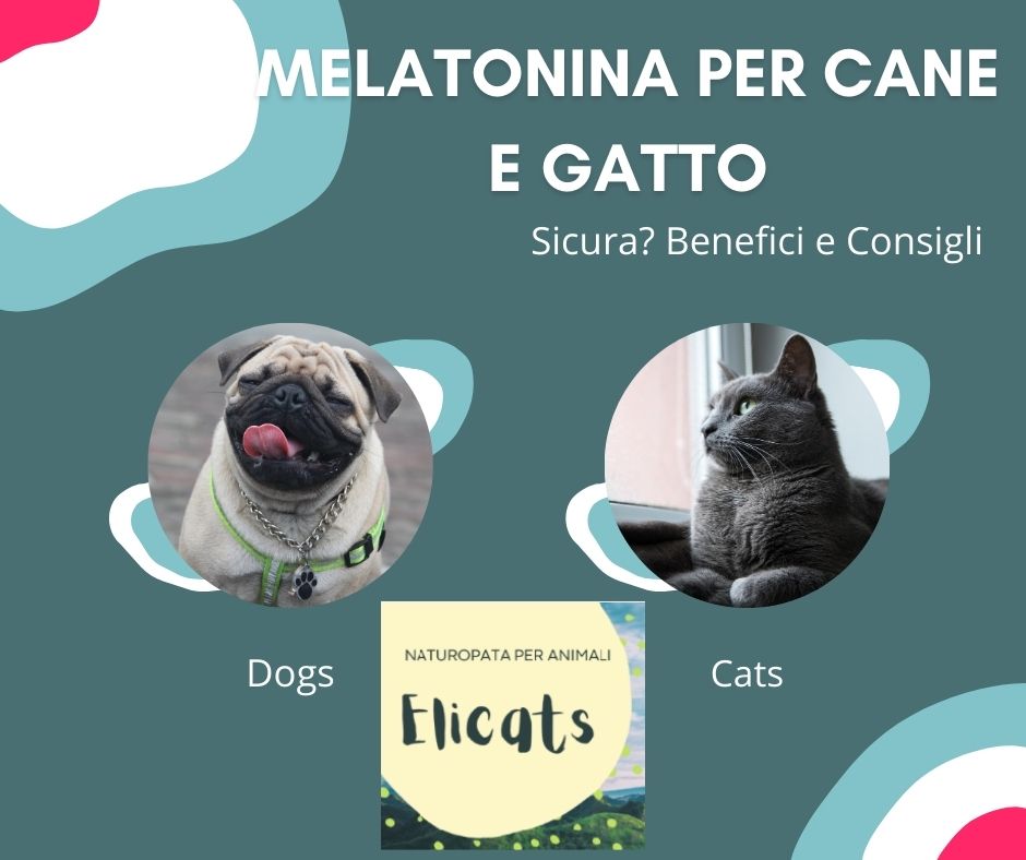 MELATONINA PER CANE E GATTO
