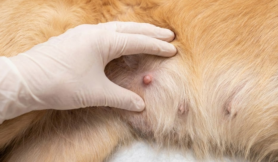 piccola massa sottocutanea sulla fila mammaria di un cane femmina